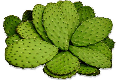 nopales