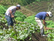 agricultor